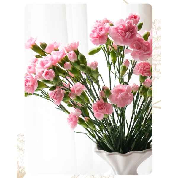 Pink Spray Carnation